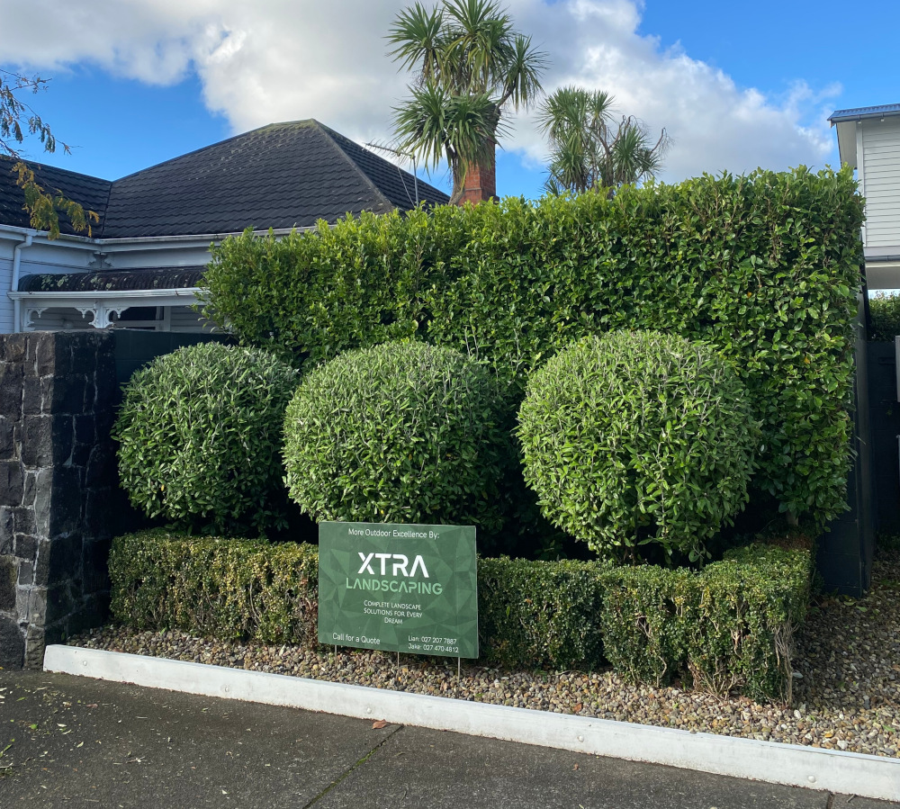 Hedge trimming project in Devonport, North Shore