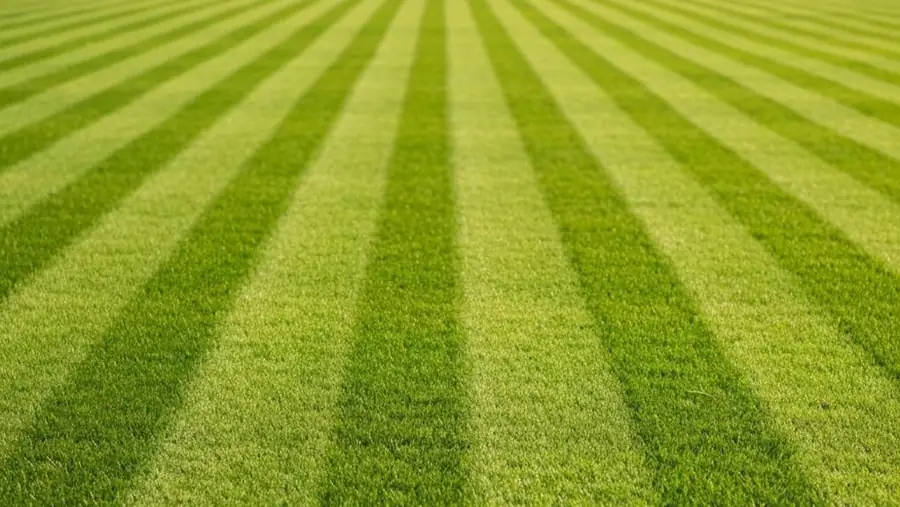 Lawn Care, North Shore Auckland – Xtra Landscaping